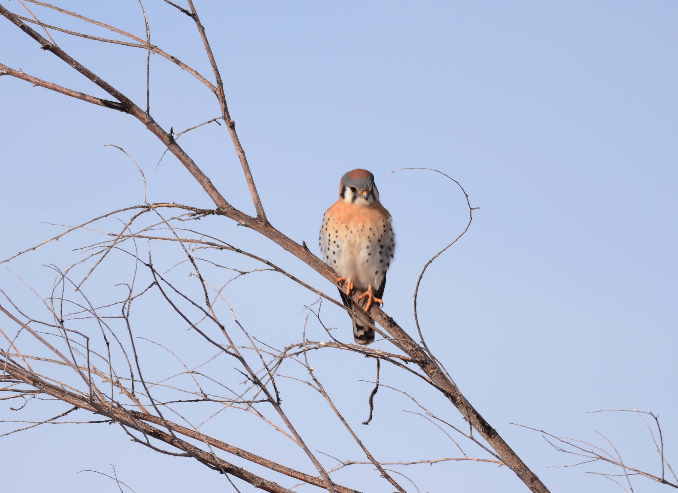 kestrel